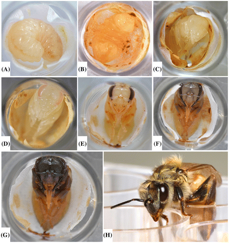Figure 8. Pupal development from immediately after the pupal transfer (A) through adult emergence (H). Some days during the pupal development stage are not pictured. Note the pigmented color of the eyes and the darkening cuticle as the pupating bee continues to develop within the pupal STCP. A piece of Kimwipe® lines the bottom of each well.