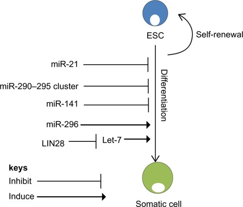 Figure 2 microRNA regulation of self-renewal and differentiation. ESCs have the potential to self-renew or differentiate into somatic cells. MicroRNAs regulate both self-renewal and differentiation pathways of ESCs. miR-21 and the miR-290–295 cluster are essential for self-renewal of ESCs.Citation43 Another regulator of ESCs is Lin28, which binds to Let-7, promoting self-renewal.Citation51 However, miR-296 promotes differentiation of ESCs.Citation45