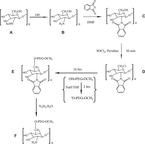 Figure 1 Schematic of O-PEGylated chitosan polymer preparation using NaH and THF: A) chitosan; B) deacetylated chitosan; C) phthaloyl chitosan; D) chlorinated phthaloyl chitosan intermediate; E) PEGylated phthaloyl chitosan; and F) PEGylated chitosan.Abbreviations: NaH, sodium hydride; THF, tetrahydrofuran.