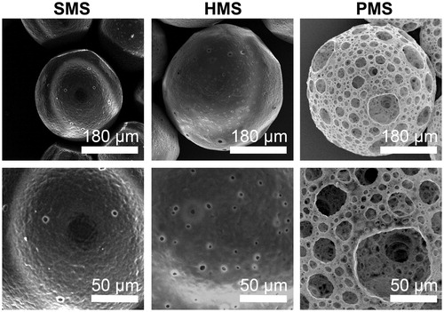 Figure 2. SEM observation of PHBVHHx SMSs, HMSs and PMSs, respectively.