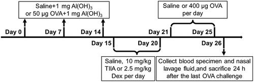 Figure 1. The experimental procedures for the mouse model of AR.