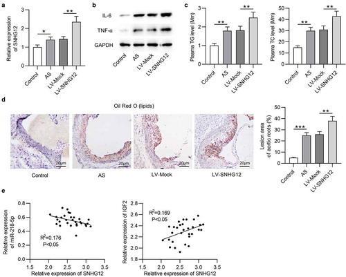 Figure 8. SNHG12 promotes the development of AS in vivo. (a) SNHG12 expression in the serum of mice was detected by RT-qPCR. (b) Western blotting analysis of the IL-6 and TNF-α protein levels in aortic root tissues. (c) Plasma levels of triglyceride (TG) and total cholesterol (TG) in each group. (d) Aortic root cross-sections stained with Oil Red O (for lipids) in each group. (e) Expression correlation among SNHG12, miR-218-5p, and IGF2 in the serum of mice. N = 6. **P < 0.01, ***P < 0.001