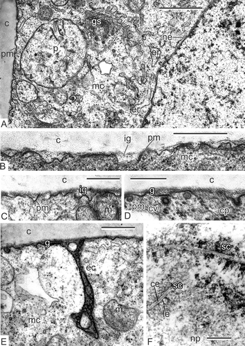 Figure 1. Early tetrad stage and meiosis in Magnoliaceae. A–E. Early tetrad stage in Magnolia sieboldii: A. Plasma membrane lacks any signs of the glycocalyx and contacts directly with callose envelope; the cytoplasm is packed with organelles and contains a large nucleus; B, C. Initial glycocalyx (ig) appears near the plasma membrane; D. Coated vesicles (cv) and coated pit of the plasma membrane (cp) are typical for this stage; E. Endocytotic channels (ec) are also typical feature of the early microspores. F. Meiosis in Magnolia delavayi: Synaptonemic complexes (sc, zygotene stage). Scale bars – 1 μm (A, F), 500 nm (B–E).