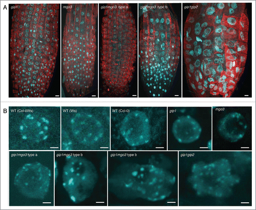 Figure 2. Analysis of root meristematic nuclei from gip1, mgo3, gip1mgo3 compared with gip1gip2. (A) Detection of chromatin by DAPI staining (blue) and microtubules by immuno-labeling with antibodies directed against α-tubulin (red) performed on whole mount meristems of the different seedlings (gip1, mgo3, gip1mgo3 and gip1gip2). Images were captured by confocal microscopy and correspond to Z-stack projections of focal planes. Bars = 10 µm. (B) Meristematic nuclei representative for different WT backgrounds (Ws Col-0), Col-0Ws) were compared with gip1, mgo3, gip1mgo3 type a and b and gip1gip2. Images were captured by confocal microscopy and correspond to Z-stack projections of focal planes. Bars = 2 µm. For Z-stacks, slides were acquired in 0.35 µm intervals.