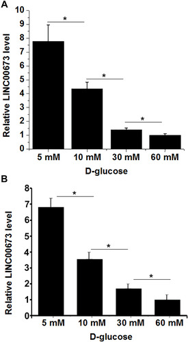 Figure 3 High glucose environment downregulated LINC00673 in h1RPE7 and ARPE-19 cells. h1RPE7 cells (A) and ARPE-19 cells (B) were treated with D-glucose at doses of 5, 10, 30, and 60 mM for 24h, and LINC00673 expression was detected by RT-qPCR and analyzed by ANOVA (one-way) and Tukey’s test. It was observed that D-glucose downregulated LINC00673 in a concentration-dependent manner. *p<0.05.