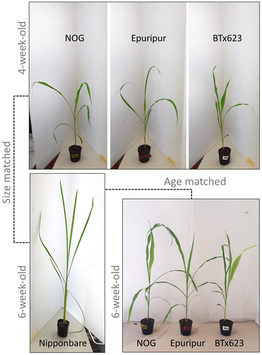 Figure 1. Visual comparison of sorghum and rice plants used in experiments.