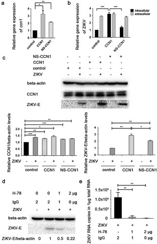 Figure 3. CCN1 promotes ZIKV replication in CCF-STTG1 cells. (A&B) CCN1, NS-CCN1, and pcDNA3.1(+) were transfected in CCF-STTG1 cells, separately. Subsequently, 6 h post-transfection, the cells were infected with ZIKV (MOI = 3TCID50/cell). Cells and supernatants were harvested 60 h post-infection. (a) Intracellular CCN1 mRNA levels were measured by RT-qPCR analysis (comparative delta–delta Ct). b) Intracellular and extracellular ZIKV RNA levels were measured by RT-qPCR analysis (comparative delta–delta Ct). (c) CCF-STTG1 cells were transfected with CCN1 or NS-CCN1 expression plasmids, and subsequently infected with ZIKV (MOI = 3 (TCID50/cell)), and cell lysates were harvested 24 h post-infection. The CCN1 and ZIKV-E protein level relative to beat actinin three experiments were summarized in the bar graph below. (d)&(e) CCF-STTG1 cells were infected with ZIKV for 2 h, followed by the addition of 1 µg or 2 µg of H-78 in the culture supplied with 1.5-mL complete medium. (d) CCF-STTG1 cells were harvested 36 h post-infection for western blot. Densitometry from ZIKV E blots normalized for beta-actin were labeled below the blots (e) CCF-STTG1 cells were harvested 36 h post-infection for RT-qPCR. Double standard curve method was used for RT-qPCR. The formula of the standard curve is as follows: human-gapdh y = −0.438x + 14.02, human-ccn1 y = −0.262x + 10.90, ZIKV RNA y = −0.243x + 10.42. Each experiment was repeated three times. Statistical analyses were performed using GraphPad Prism 6.0 software. Data are expressed as the mean ± standard deviation (SD) (*, P < 0.05; **, P < 0.01; ***, P < 0.001)
