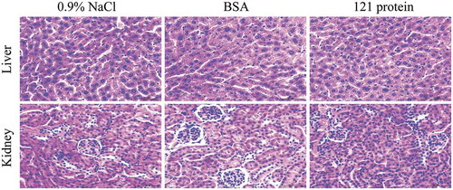 Figure 3. Histologic assessments of liver and kidney sections after oral administration 0.9% NaCl, BSA and 121 protein with 2000 mg/kg in acute toxicity study. Formalin-fixed and paraffin-embedded liver and kidney sections were stained with hematoxylin and eosin. Then visualized at 400 × original magnification, the scale bar is 50 μm.