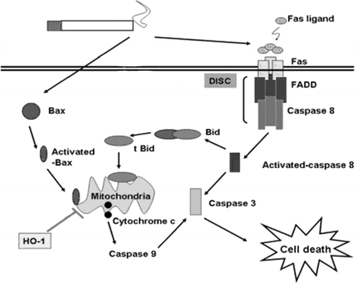 Figure 2 Pathways of cigarette smoke-induced cell death. The diagram depicts the pathways by which cigarette smoke triggers cell death. Cigarette smoke triggers both death receptor-dependent (extrinsic) apoptotic and mitochondrial (intrinsic) pathways. In the extrinsic apoptotic pathway, cigarette smoke may trigger a Fas ligand independent pathway. Cigarette smoke induces the assimilation of the death inducing signaling complex (DISC) in the plasma membrane. HO-1 inhibits mitochondria-mediated cell death during cigarette smoke extract exposure.