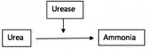 Figure 2. Ammonia production as a result of urease [Citation1,Citation2]