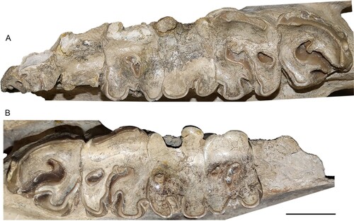 FIGURE 8. Neotype upper dentition of Eochilotherium samium (Weber, Citation1905) (SMF M 3601) from the Upper Miocene of Samos Island. Left (A) and right upper toothrows (B). Scale bar equals 5 cm.