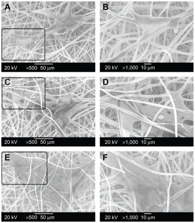 Figure 2 Scanning electron microscope observations of rat bone mesenchymal stem cell adhesion and growth on the electrospun poly(ethylene glycol)/polylactide hybrid membranes for 1 day (A, B), 3 days (C, D), and 5 days (E, F) at different magnification (A, C, E: 500×; B, D, F: 1000×).