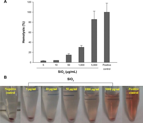 Figure 6 (A) Percentage of hemolytic human erythrocytes induced by different concentrations of MSNs at 5–5,000 μg/ml. (B) Images of erythrocyte samples which had been centrifuged to detect free hemoglobin in the supernatants.Note: Data are presented as the mean ± SD (n = 3).Abbreviations: MSNs, mesoporous silica nanoparticles; SD, standard deviation.