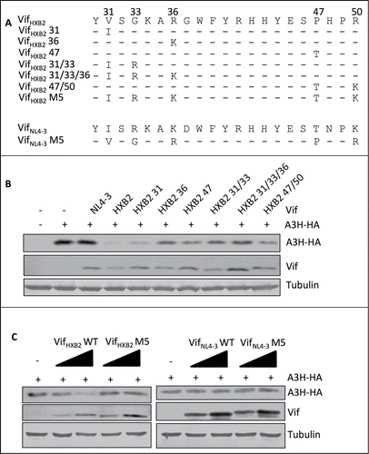 Figure 5. G2-related positions are also critical for Vif's induction of APOBEC3H depletion. (A) VifHXB2 and VifNL4–3 mutants used in this figure. (B) Western blotting results for APOBEC3H levels in the presence of VifHXB2 and its mutants at G2-related positions. VifNL4–3 was introduced as a negative control. (C) Western blotting results for APOBEC3H levels in the presence of VifHXB2, VifNL4–3, and their M5 mutants (with positions 31, 33, 36, 47, and 50 exchanged between VifHXB2 and VifNL4–3).