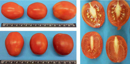 Figure 1 Whole tomatoes (left) and flesh view (right) of the tested variety. (Colour figure available online.)