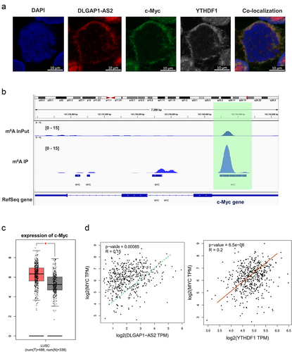 Figure 5. DLGAP1-AS2 targeted c-Myc via YTHDF1-dependent manner. (a) Co-localization analysis using fluorescence in situ hybridization (FISH) displayed the distribution of DLGAP1-AS2, YTHDF1 and c-Myc in A549 cells. (b) IGV viewer showed the m6A site in the c-Myc mRNA based on MeRIP-Seq data. (c) GEPIA database demonstrated the positive correlation within c-Myc and DLGAP1-AS2, or c-Myc with YTHDF1 (p < 0.001). (B) TCGA database illustrated the high-expression of c-Myc in LUSC (Lung squamous cell carcinoma, www.tcga.org/).
