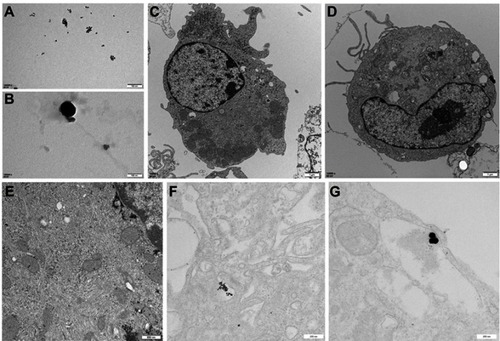 Figure 8 Transmission electron microscopy (TEM) images showing the internalization of PtNP-5 and PtNP-70 (both 10–5 g/mL) in cultured neonatal mice cardiomyocytes before and after exposure for 5 mins and 1 hr. (A) Extracellular PtNP-5. (B) Extracellular PtNP-70. (C) A control cardiomyocyte without exposure to PtNPs. (D) A cardiomyocyte exposed to PtNP-5 for 5 mins, no PtNP-5 was observed inside the cell. (E) A cardiomyocyte exposed to PtNP-70 for 5 mins, no PtNP-70 was observed inside the cell. (F) A cardiomyocyte exposed to PtNP-5 for 1 hr, PtNP-5 was observed inside the cytoplasmic vesicles, indicating PtNP-5 internalization. (G) A cardiomyocyte exposed to PtNP-70 for 1 hr, PtNP-70 was observed inside the cell. Scale bars in panels A through G were, respectively, 100 nm, 100 nm, 1 μm, 1 μm, 200 nm, 500 nm and 200 nm.Abbreviation: PtNP, platinum nanoparticle.