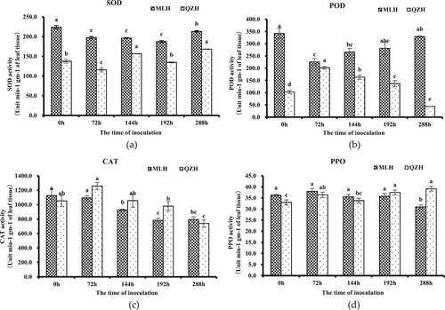 Figure 2. Changes in the enzyme activity of Hemerocallis citrina (H. citrina) before and after Puccinia hemerocallidis (Ph) infection. (a) SOD activity before and after Ph infection. (b) POD activity before and after Ph infection. (c) CAT activity before and after Ph infection. (d) PPO activity before and after Ph infection.