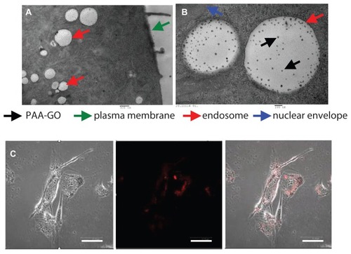 Figure 6 (A and B) Transmission electron micrographs of GL261 cells cocultured with PAA –GO. (C) Fluorescence micrographs of GL261 cells cultured with PAA –GO–Cy5.Notes: Phase image (left), fluorescence image (middle), merged image (right). (A) Bar = 500 nm, (B) bar = 100 nm, (C) bar = 5 μm.Abbreviations: GO, graphene oxide; PAA, polyacrylic acid.