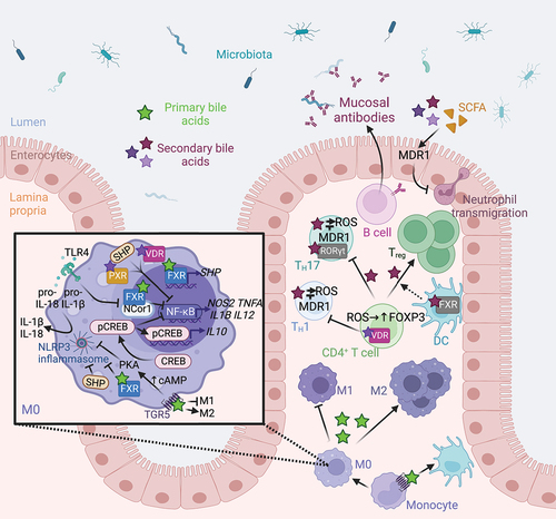 Figure 4. Microbiome-derived bile acids modulates intestinal innate and adaptive immunity. TGR5 stimulation with bile acids promotes the differentiation of monocytes into tolerogenic dendritic cells.Citation86 Bile acids promote the polarization of M0 macrophages toward an anti-inflammatory M2 phenotype by stimulating nuclear and membrane receptors.Citation87 Indeed, FXR inhibits NF-κB both indirectly by increasing SHP expression Citation88 and directly by binding to the NCor1 complex,Citation89 while PXR and VDR receptors directly repress NF-κB-mediated pro-inflammatory gene expression.Citation90,Citation91 However, TLR4 activation promotes the release of NCor1 and the activation of NF-κB-mediated gene transcription. FXR, SHP Citation92,Citation93 and the TGR5-cAMP-PKA signaling pathway Citation94,Citation95 repress inflammasome assembly and activation, thus limiting IL-1B and IL-18 production. Finally, TGR5-cAMP-PKA signaling pathway activates CREB phosphorylation, nuclear translocation, and IL-10 production Citation87,Citation96 and inhibits NF-κB-mediated pro-inflammatory gene transcription.Citation96 In CD4+ T cells, VDR activation inhibits TH1 differentiation.Citation97 Secondary bile acid epimers promote the differentiation of Treg by blocking FXR in dendritic cells,Citation98 and by activating VDR and promoting the formation of ROS in naïve CD4+ T cells.Citation99 Conversely, bile acid epimers act as an inverse agonist of RORγt in TH17 to limit their differentiation. Citation42,Citation100,Citation101 TH1 and TH17 cell exposure to bile acids drives oxidative stress, which is modulated by MDR1.Citation102 Moreover, bile acids and SCFA regulates MDR1 expression to suppress neutrophil transmigration.Citation103 Finally, B cells produce mucosal antibodies shaping the gut microbiota.Citation104 Abbreviations: cAMP, Cyclic adenosine monophosphate; CREB, cAMP response element-binding protein; FXR, farnesoid X receptor; IL, interleukin; MDR1, Multidrug Resistance Protein 1; NF-κB, nuclear factor-kappa B; NLRP3, Nod-like receptor family pyrin domain containing 3; PKA, protein kinase A; PXR, pregnane X receptor; RORγt, retinoic acid-related orphan receptor gamma t; ROS, reactive oxygen species; SCFA, short-chain fatty acids; SHP, small heterodimer partner; TGR5, Takeda G protein-coupled receptor 5; TH, T helper cell; TLR4, Toll-like receptor 4; Treg, regulatory T cell; VDR, vitamin D receptor. Created with BioRender.com.