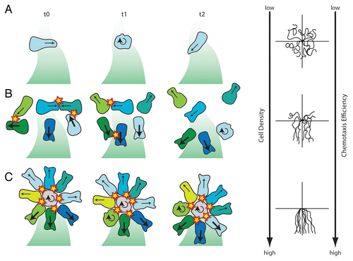 Figure 2 Different migratory behaviours of neural crest cells placed in a gradient of Sdf1. (A) Single cells that are isolated from other neural crest cells fail to polarize according to the Sdf1 gradient and therefore show poor chemotaxis. (B) Single cells that experience transient contacts are polarized upon collisions and chemotax more or less efficiently according to cell density. (C) Cell clusters show a radial symmetry with cells polarized along their cell contact—free edge axis. Front cell protrusions are stabilized and generate a driving force towards Sdf1. Orientation and size of the arrows indicate the direction and stability of cell protrusions. Round arrows mark tumbling and non-polarized cells. Cells are colour coded to help follow their behaviour from one time point to the other. (D) Typical cell tracks obtained in each situation showing that chemotaxis improves as cell density increases. Cell collisions are shown as stars. Shades of green represent Sdf1 gradient. Based on data from reference Citation6.