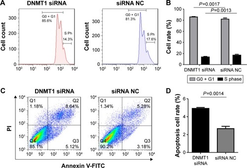 Figure 3 DNMT1 knockdown induces cell cycle arrest and apoptosis of AN3CA cells.