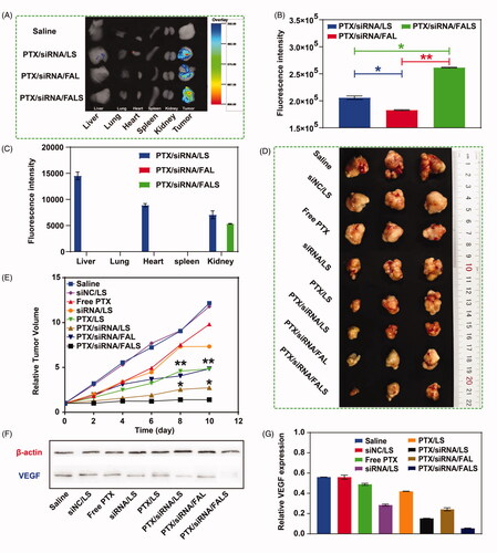 Figure 7. (A) Ex vivo imaging of tumor and organs excised from BALB/c nude mice. Tumor and major organs were collected from the mice at 6 h post-injection, and then the fluorescence signals were detected. (B) Quantitative analysis of the fluorescence intensity of ex vivo images of tumors. (C) Quantitative analysis of the fluorescence intensity of ex vivo images of organs. In vivo anti-tumor efficacy of various nanoparticle formulations against NCI-H460 tumor in mice. (D) Imaging of the tumors collected from mice at the termination of treatment. (E) Tumor growth curve after injection of different nanoparticles for a total five doses. *p < 0.05, **p < 0.01, compared to PTX/siRNA/FALS group. (F) VEGF expression level in tumor was analyzed by Western Blotting. (G) Quantitative analysis of the Western blot bands. The VEGF expression level was normalized to β-actin and analyzed. Data are shown as mean ± SD.