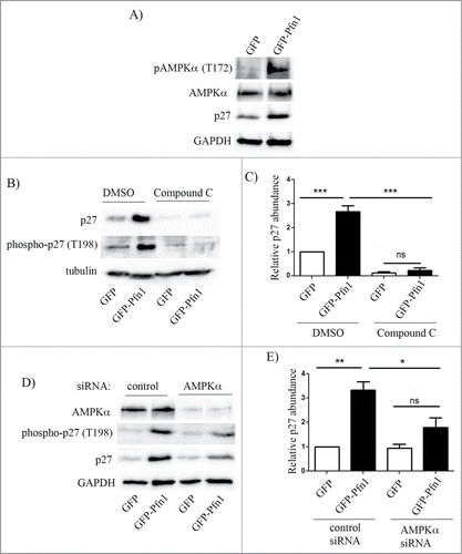 Figure 4. Pfn1 overexpression upregulates p27 in MDA-231 cells through AMPK activation. (A) Immunoblots of total extracts show the relative levels of T172-phosphorylated- AMPK, total AMPK and p27 between GFP- and GFP-Pfn1 expressors. (B, C) Representative immunoblots showing relative levels of T198-phosphorylated and total p27 between GFP and GFP-Pfn1 expressors following treatment with 10 μM of AMPK antagonist Compound C or DMSO (vehicle) for 24 hours. D-E) Representative immunoblots showing relative levels of AMPKα, T198-phosphorylated and total p27 between GFP and GFP-Pfn1 expressors 72 hours after transfection with 100 nM of either non-targeting control or AMPKα-specific siRNAs. The bar graph on the right summarizes the data from 3 independent experiments. GAPDH and tubulin blots served as the loading controls (***: p<0.001, **: p<0.01, *: p<0.05; ns: not significant).