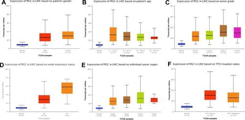 Figure 3 Association between expression of PIGC mRNA and clinical characteristics in liver cancer from the UALCAN database. (A) Gender, (B) age, (C) tumor grade, (D) N stage, (E) TNM stage, (F) TP53 mutation.