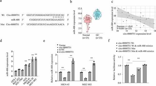 Figure 4. Hsa_circ_0000751 acted as a molecular sponge for miR-488. (a) Schematic representation of the targeting sites between hsa_circ_0000751 and the miR-488. (b) The Pearson’s correlation coefficients were used to evaluate the correlation between hsa_circ_0000751 and miR-488 in GC tissues (n = 25) (r = −0.61, P < 0.001). (c) The relative expression of miR-488 in 25 GC tissues was significantly higher than that in adjacent tissues. (d) qRT-PCR analysis of miR-488 expression in GES-1 and GC cell lines. (e) The effects of hsa_circ_0000751 on the expression of miR-488 were detected by qRT-PCR. (f) The luciferase activity of wild type hsa_circ_0000751 or mutant hsa_circ_0000751 after transfection with miR-488 mimic or inhibitor in HEK-293 T cells. Data are the means ± SD of triplicate determinants. **P < 0.01