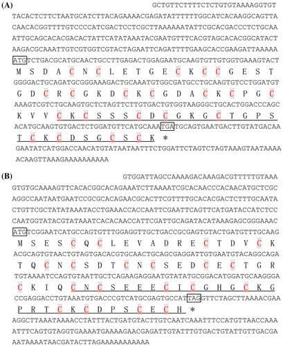 Fig. 1. cDNA and deduced amino acid sequences of HsMT1 (A) and HsMT2 (B). Asterisk indicates the stop codon.