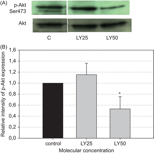 Figure 5.  Regulation of Akt phosphorylation by PI3K inhibitor LY294002. (A) Immunoblot of MCF-7 treated with vehicle (ethanol) or LY294002 for 15 min before harvesting cells for lysis. C: control; LY25: 25 mM LY294002; LY50: 50 mM LY294002. The cells treated with ethanol or dimethyl sulfoxide were included as the control. (B) The signals of Akt phosphorylation were quantitated using the NIH image analysis program (1.43 ImageJ), and the relative intensity of sample bands is shown in the bar diagram. Phosphorylated Akt in the control is set as 1. Experiments were repeated four times with similar results, and representative blots are presented. *p < 0.005 (analysis of variance followed by a post hoc multiple comparison).