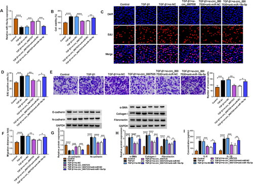 Figure 4. Circ_0007535/miR-18a-5p network affected biological behaviours in TGF-β1-treated HFL1 cells. Control, TGF-β1, TGF-β1 + si-NC, TGF-β1 + si-circ_0007535, TGF-β1 + si-circ_0007535 + anti-miR-NC, and TGF-β1 + si-circ_0007535 + anti-miR-18a-5p groups were designed in HFL1 cells. (A) The miR-18a-5p expression was examined using RT-qPCR. (B) Cell viability was tested via CCK-8 assay. (C,D) Cell proliferation was evaluated through EdU assay. (E-F) Cell invasion (E) and migration (F) were determined by transwell assay and scratch assay. (G,H) Western blot was used for EMT (G) and ECM (H) associated protein detection. (I) Inflammatory cytokines were detected by ELISA. *p < 0.05, **p < 0.01, ***p < 0.001, ****p < 0.0001, n = 3.