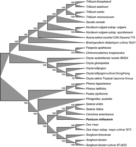 Figure 1. Phylogenetic relationships among 28 whole chloroplast genomes of Gramineae family. The 29 species can be divided into two independent clades. Bootstrap support values are given at the nodes. Chloroplast genome accession number used in this phylogeny analysis: Triticum timopheevii: NC024764; Triticum aestivum: KC912694; Triticum urartu: NC021762; Triticum monococcum: NC021760; Secale cereale: NC021761; Hordeum vulgare subsp. Vulgare: KC912689; Hordeum vulgare subsp. spontaneum: KC912688; Avena sativa voucher CAN:Saarela 775: NC027468; Brachypodium distachyon cultivar Bd21: EU325680; Fargesia spathacea: NC024716; Chimonocalamus longiusculus: NC024714; Oryza australiensis isolate 86524: NC024608; Oryza glumipatula: KM881640; Oryza rufipogon: NC017835; Oryza rufipogon cultivar DongXiang: KF562709; Oryza sativa Tropical Japonica Group: KT289404; Pharus lappulaceus: NC023245; Pharus latifolius: NC021372; Puelia olyriformis: NC023449; Phragmites australis: NC022958; Setaria viridis: NC028075; Setaria italica: KJ001642; Cenchrus americanus: KJ490012; Zea mays: NC001666; Zea mays subsp. mays cultivar B73: KF241981; Sorghum timorense: NC023800; Sorghum bicolor: NC008602; Sorghum bicolor cultivar BTx623: EF115542. Bold and italic were the sample as Panicum miliaceum in this study.
