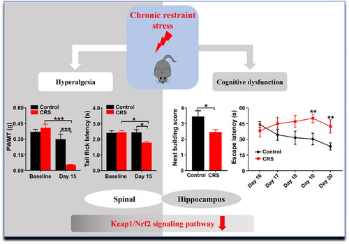 Figure 8. Schematic illustrating the mechanism by which Keap1/Nrf2 signaling pathway may contribute to chronic restraint stress-induced abnormal behaviors in pain sensitivity and cognitive function in mice.