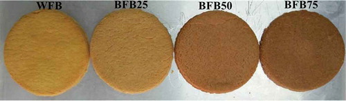 Figure 3. Biscuits from different ratio of HMT-banana flour. WFB refers to biscuit with 100% wheat flour. BFB25, BFB50, and BFB75 are respectively composite biscuits made of 25, 50, and 75% of HMT banana flour.Figura 3. Galletas que contienen diferente proporción de harina de plátano HMT. WFB se refiere a galletas hechas con 100% de harina de trigo. BFB25, BFB50 y BFB75 son galletas compuestas hechas con 25%, 50% y 75% de harina de plátano HMT, respectivamente.