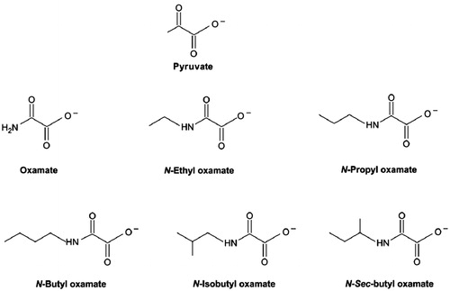 Figure 2. Structures of pyruvate and oxamate derived inhibitorsCitation37.