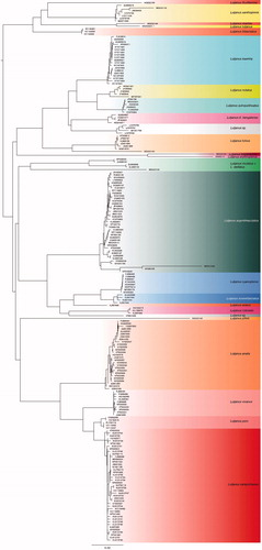Figure 12. Neighbour joining (NJ) tree of COI sequences of ten species of genus Lutjanus.