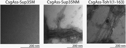 Figure 3. Electron micrographs of amyloid fibrils formed by secreted CsgAss-Toh1(1–163) and CsgAss-Sup35NM proteins. Scale bar, 200 nm.