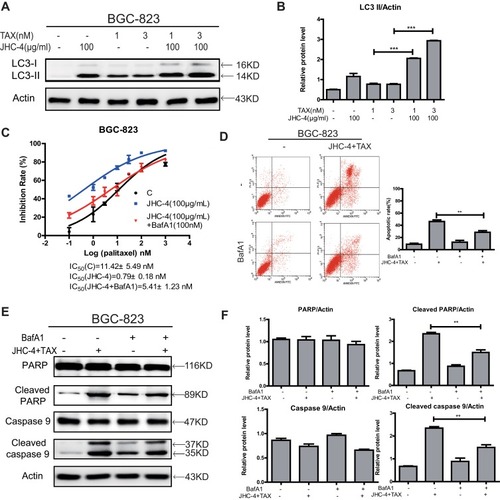 Figure 6 JHC-4 induced apoptosis through autophagy when combined with paclitaxel. (A) The expression of LC3 was checked by Western blot, after different treatments for 48 hrs. (B) The statistical result of LC3 after different treatments. (C) The synergistic anti-proliferation effect was detected by MTT, after BGC-823 cells pretreated with 100 nM of BafA1 and treated with 100 μg/mL of JHC-4 and indicated concentrations of TAX for another 48 hrs. (D) The apoptosis effect was determined by flow cytometry analysis, after different treatments for 48 hrs. (E) The expression of apoptosis-related proteins (PARP, cleaved PARP, caspase-9, and cleaved caspase-9) was checked by Western blot, after different treatments for 48 hrs. (F) The statistical result of apoptosis-related proteins (PARP, cleaved PARP, caspase-9, and cleaved caspase-9) after different treatments. The data are expressed as the mean ± S.D. of three independent experiments. *Indicates a significant difference from control by Student’s t-test analysis. **P<0.01, ***P<0.001.