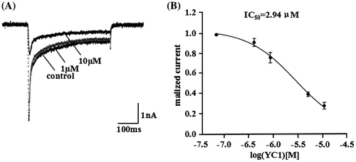 Figure 5. Inhibitory effects of rYC1 on the rNav 1.3 currents. (A) The inhibitory effects of 1 μM or 10 μM rYC1 on rNav1.3 current. (B) The effects of rYC1 on rNav1.3 channels expressed in HEK293 cells. The IC50 value of rYC1 for rNav1.3 was 2.94 μmol/L.