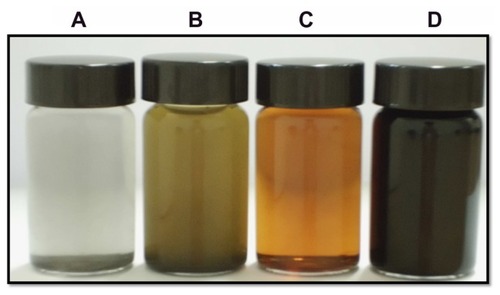 Figure 1 (A–D) Digital photograph of Gt, GtO, GO, and rGO at a concentration of 600 μg/mL. Gt, GtO, GO, and rGO were prepared as described in the Materials and methods section. Gt dispersion was obtained after sonication for 1 hour (A). The GtO dispersion was obtained by the oxidation of Gt, and it is opaque yellow in color (B). GO nanosheets were exfoliated from the GtO, resulting in the clearest and homogeneous yellow-brown GO dispersion (C). rGO was obtained from the reaction of BME with graphene oxide, resulting in the homogeneous dark color (D).Abbreviations: Gt, graphite; GtO, graphite oxide; GO, graphene oxide; rGO, reduced graphene oxide; BME, betamercaptoethanol.