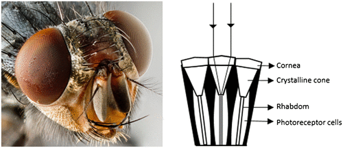 Figure 4. (Left) Compound eyes of a fly (Source: Wikipedia). (Right) Schematic diagram of the ommatidia of the compound eye (Adapted from Neilsson et al. 1989).