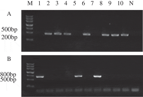 Figure 1. PCR assay for mating type of ascospore M: molecular Ⅲ, 1–5: ascospore of CM1406; 6–10: Ascospore of CM1409; N: Negative control; (a) PCR products with MAT-α primers; (b) PCR products with MAT-HMG primers.Figura 1. Ensayo PCR para el tipo de acoplamiento de la ascospora M: molecular Ⅲ, 1–5: ascospora de CM1406; 6–10: ascospora de CM1409; N: Control negativo; (a) Productos PCR con primers MAT-α; (b) Productos PCR con primers MAT-HMG.