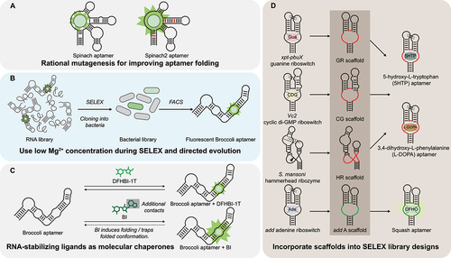 Figure 1. Various approaches for maximizing the folding stability of the ultimate SELEX winner. (a) Using rational mutagenesis to improve aptamer folding. The initial Spinach aptamer was improved to Spinach2 aptamer by making rational mutations (red) in the Spinach sequence to remove bulges and reduce the presence of sequences that could potentially contribute to alternative folding structures. The improved Spinach2 aptamer showed brighter fluorescence in cells [Citation30]. (b) Using low magnesium (Mg2+) concentration during SELEX and directed evolution in bacteria. Broccoli was selected using a few rounds of SELEX followed by a bacteria-based FACS screen of a partially selected SELEX library. Both the in vitro selection and the FACS sorting were performed in buffers with low magnesium (100 µM). The resulting aptamers showed much lower magnesium dependence than Spinach, and additionally showed increased intracellular fluorescence when expressed in mammalian cells [Citation31]. (c) RNA-stabilizing ligands can act as molecular chaperones. the DFHBI fluorophore (light green) was modified so that it could achieve additional interactions with the RNA structure. The modified fluorophore is termed BI (dark green). The additional contacts further stabilize and trap Broccoli aptamer into the folded state, and thus push the equilibrium towards generating more fluorescent aptamer molecules. Broccoli-expressing cells cultured with BI showed more fluorescence than cells cultured with DFHBI-1T and other previously synthesized Broccoli fluorophores [Citation24]. (d) Using highly folded natural riboswitch aptamers as scaffolds for SELEX libraries. The xpt-pbuX guanine (Gua) riboswitch aptamer, the Vc2 cyclic di-GMP (CDG) riboswitch aptamer, and the S. Mansoni hammerhead ribozyme were transformed into GR scaffold, CG scaffold and HR scaffold respectively [Citation9]. The transformations were done by complete randomization of the junction region (red). Complete randomization means that each original nucleotide in the aptamer was mutated to either A, C, G or U with equal 25% probability. Complete randomization does not modify sequence length of the region. GR, CG and HR scaffolds were used to evolve aptamers that bind 5-hydroxyl-L-tryptophan (5HTP) and 3,4-dihydroxy-L-phenylalanine (L-DOPA) [Citation9]. The add adenine riboswitch was transformed into add a scaffold by a novel randomization scheme called ‘the Sprouts-and-Clips’ (green) [Citation11]. This method not only mutates the identity of each nucleotide, but also expands or contracts the sequence length, resulting in potential ligand binding pockets of different sizes. The new Squash aptamer evolved from the add a scaffold.