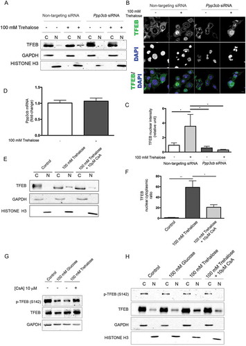 Figure 4. Trehalose-induced TFEB activation is mediated by PPP3CB activity. (a-c) NSC34 were transfected with Ppp3cB or non-targeting siRNA, and treated with 100 mM trehalose or untreated (as control) for 48 h. (A) WB analysis of cytoplasmic (C) and nuclear extracts (N). (b) IF analysis performed with anti-TFEB antibody (green), nuclei were stained with DAPI (blue) (63X magnification). Scale bar: 10 μm. (c) The bar graph represents the quantification of TFEB nuclear intensity; the fields were randomly selected and at least 100 cells for each sample were analyzed (n = 3) (*p < 0.05, ** p < 0.005, *** p < 0.001, one-way ANOVA with Tukey’s test). (d) RT-qPCR for Ppp3cB mRNA performed on NSC34 cells treated with 100 mM trehalose or untreated (as control) for 48 h. The relative fold difference of mRNA expression was determined using untreated samples as internal control. Data are means ± SD of 4 independent samples. (e) WB analysis of cytoplasmic (C) and nuclear extracts (N) on NSC34 cells treated (or untreated) with 100 mM trehalose, in the absence or in presence of 10 μM CsA) for 1 h. (f) The bar graph represents mean ± SD for n = 4 independent samples of nuclear:cytoplasmic TFEB ratio compared to control (*p < 0.05, ** p < 0.005, one-way ANOVA with Tukey’s test). (g-h) For the determination of TFEB phosphorylation levels at Ser142, NSC34 were transfected with TFEB and treated with 100 mM glucose or 100 mM trehalose in the absence or in presence of 10 μM CsA for 1 h. (g) WB analysis and (h) WB analysis of cytoplasmic (C) and nuclear extracts (N) were performed. For WB fractionation experiments, GAPDH and histone H3 were used as an internal loading control for cytoplasmic and nuclear fraction, respectively.