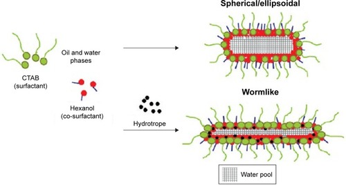 Figure 9 The control of a confined space by adding hydrotrope in oil and water phases containing the surfactant of CTAB.Note: Reprinted with permission from Hatakeyama W, Sanchez TJ, Rowe MD, Serkova NJ, Liberatore MW, Boyes SG. Synthesis of gadolinium nanoscale metal-organic framework with hydrotropes: manipulation of particle size and magnetic resonance imaging capability. ACS Appl Mater Inter. 2011;3:1502–1510. Copyright © 2011, American Chemical Society.Citation67Abbreviation: CTAB, cetyltrimethylammonium bromide.