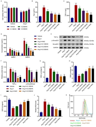 Figure 4. BSHX alleviates Ang II-induced fibrosis and oxidative stress in HK-2 cells. (A) Cell viability in HK-2 cells treated with Ang II (1 µM) in the absence or presence of different concentrations of BSHX (0.1, 0.2, and 0.5 mg/mL). The (B) Hyp, (C) TGF-β, (D) MMP2 and MMP9 levels, (E, F) expression of TGF-β, p-Smad2/3 and Smad2/3, activities of (G) MDA, (H) GSH, (I) SOD, and (J, K) ROS production were detected in HK-2 cells treated with Ang II (1 µM), different concentrations of BSHX (0.1, 0.2, and 0.5 mg/mL), and 100 µM NAC as positive control. Data represent the mean ± SD (n = 3). One-way ANOVA followed by Dunnett’s multiple comparisons test was used. ***p < 0.001 vs. Vehicle group. !p < 0.05, !!p < 0.01, !!!p < 0.001 vs. the Ang II group. Ang II, angiotensin II; Hpy, hydroxyproline; TGF-β, transforming growth factor-beta; MMP2, matrix metalloproteinase 2; MMP9: matrix metalloproteinase 9; MDA, malondialdehyde; GSH, glutathione; SOD, superoxide dismutase; ROS, reactive oxygen species; DCFH-DA, 2’,7'-dichlorodihydrofluorescein diacetate; NAC, N-acetylcysteine; GAPDH, glyceraldehyde 3-phosphate dehydrogenase.