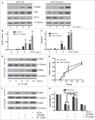 Figure 4 (See previous page) . p53-independent induction of PUMA in response to cytotoxic effect of H1. HCT116 and HCT116 p53−/− cells were treated with various concentrations of H1 for 24 h, and cells were harvested. Induction of PUMA by H1 was determined by western blot analysis (A and B). Effect of H1 on the expression of Bax and Bcl-2 also detected (A and C). In addition, cells were exposed to H1 for different time points (0, 4, 8, 12, 24 h), after that PUMA expression was determined by western blot analysis (E and F). siRNA specific targeting to PUMA was mixed with Lipofectamine 2000 (LF2000, Invitrogen) in serum-free RPMI-1640 medium and added into plated cells. After 24 h incubation, cells were treated with H1 for additional 24 h. Then, cells were rinsed and lysed containing freshly added Protease Inhibitor Cocktail. Cell lysates were used for western blot analysis (F). HCT116 p53−/− cells were seeded into 96-well plate at density of 1000 cells per well, then transfected with 10nM siPUMA mixed with LF2000 added into the well. After 24 h transfection, H1 (4μM) was added and exposed for an additional 72 h, and then cell viability was determined by MTT assay (G). **P < 0.01; ##P < 0.01 vs. each control group.