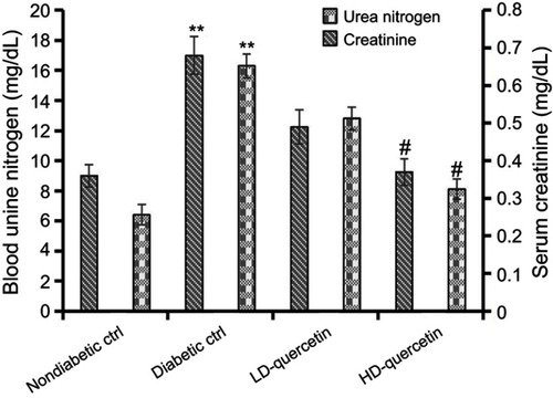 Figure 3 Effects of quercetin on serum creatinine and blood urea nitrogen after administration for 10 weeks. **P<0.01, compared with non-diabetic control group; #P<0.05, compared with either LD-quercetin or diabetic control groups.